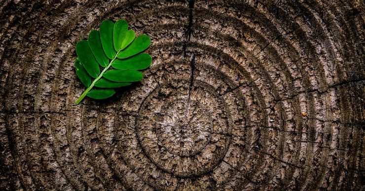 How a Tree Became a Whale